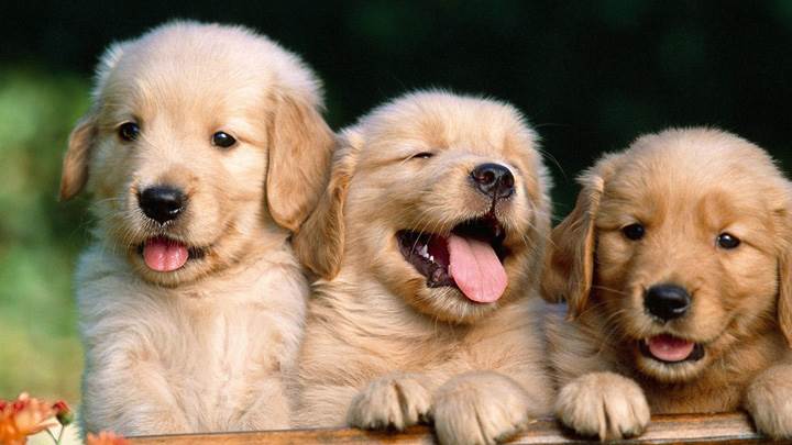 Friends Forever, Golden Retriever Puppies
